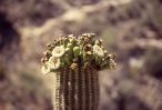 PICTURES/Tucson Area - Saguaro Natl Park, Sabino Canyon & San Xavier/t_Cactus Flowers1.jpg